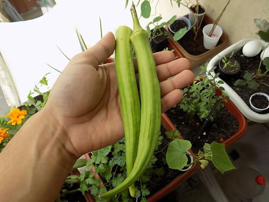 1749898989 956 Como plantar pe de quiabo Como plantar pé de quiabo - Quiabeiro