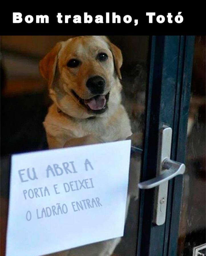 1749908834 150 25 momentos em que pessoas e animais falharam de forma