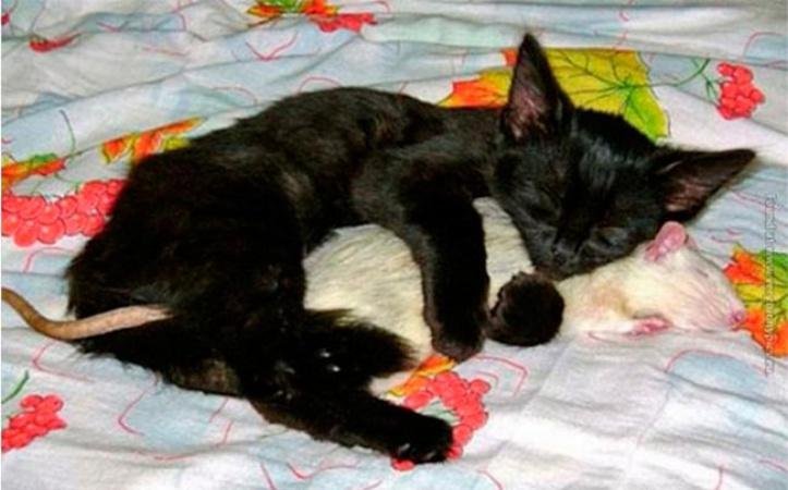 1749908834 322 25 momentos em que pessoas e animais falharam de forma