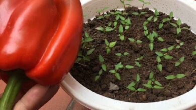 1749909313 Cultivo de pimentao aqui esta o segredo para uma producao Cultivo de pimentão: aqui está o segredo para uma produção abundante!