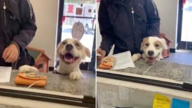 Cachorrinho não esconde a alegria ao saber que seria adotado do abrigo