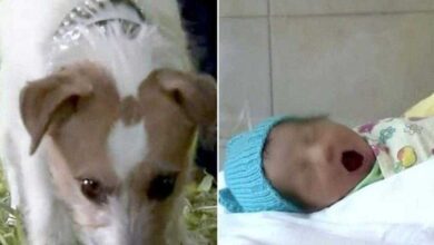 Cachorro leva o dono para matagal e juntos salvam bebê abandonada