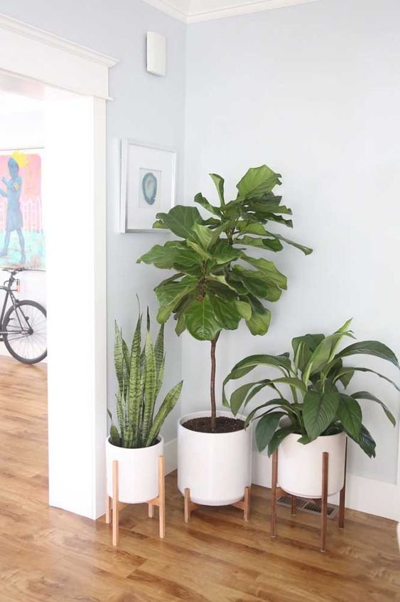 melhores plantas casa