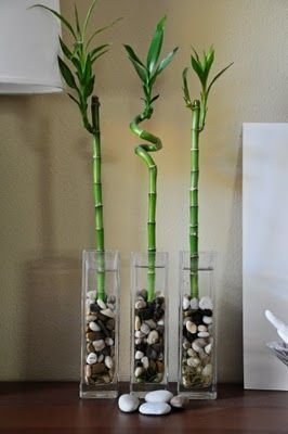 melhores plantas casa bambu decoracao