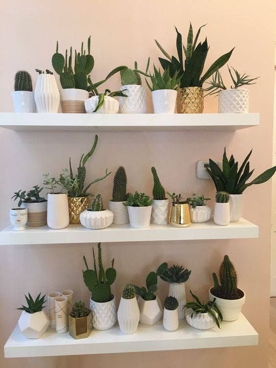 melhores plantas casa cato prateleira