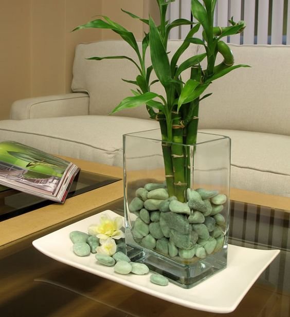 melhores plantas casa bambu