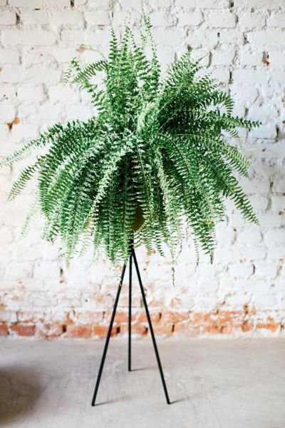 melhores plantas casa cato