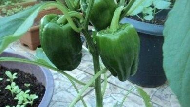 Como Plantar Pimentão Em Casa: Passo A Passo