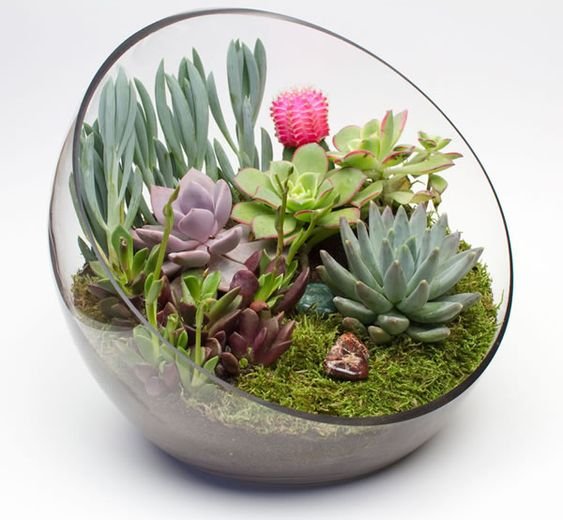 decoracao suculentas vidro