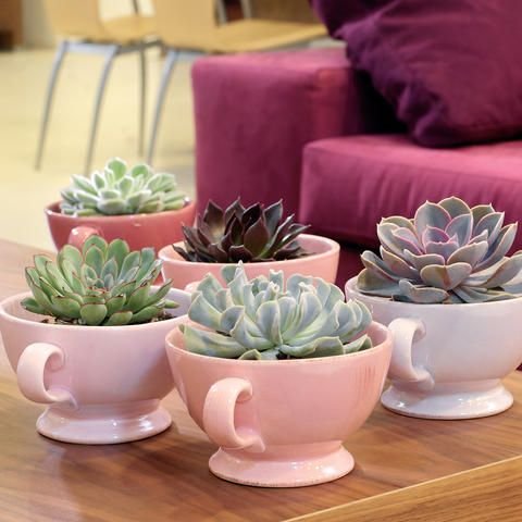 decoracao suculentas xicaras combinacao