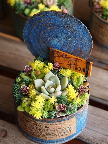 decoracao suculentas latas redondas