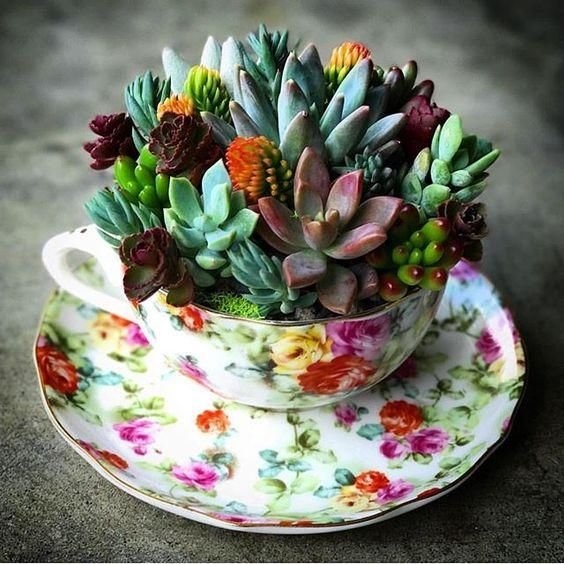 decoracao suculentas xicaras ideia