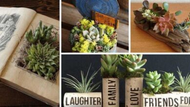 Ideias Criativas de Decoração com Suculentas