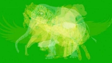 O primeiro animal que você enxergar revela algo extraordinário sobre você