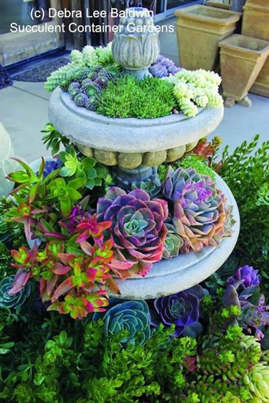 Lindo mini jardim com suculentas