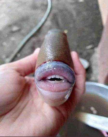 1749935111 376 Peixe com ‘dentes humanos faz sucesso na internet ele tem