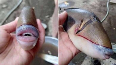 Peixe com ‘dentes humanos’ faz sucesso na internet, ele tem até ‘lábios com preenchimento’