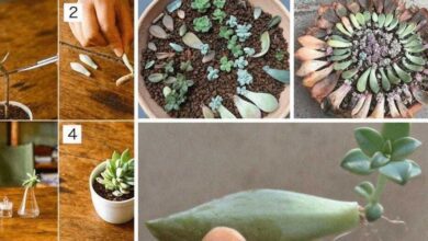 1749935583 Como Fazer Mudas De Suculentas Como Fazer Mudas De Suculentas
