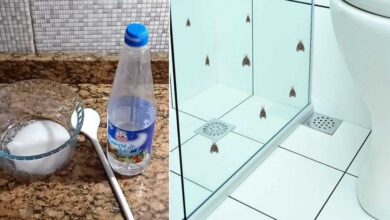 Como evitar os mosquitos que aparecem no banheiro