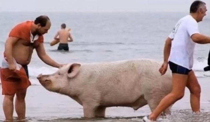 1750188800 33 19 fotos revelando que as praias sao cheias de surpresas