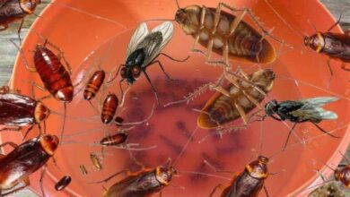 Inseticida caseiro para acabar com baratas e mosquitos da sua casa
