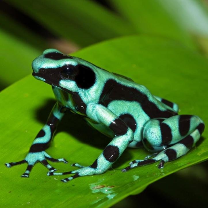 1750295353 865 27 animais tao incomuns que parecem ter saido de um