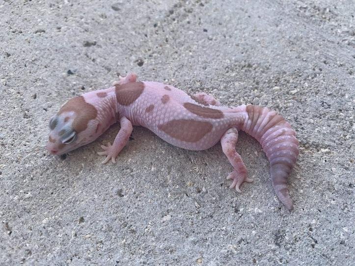 1750295359 610 27 animais tao incomuns que parecem ter saido de um