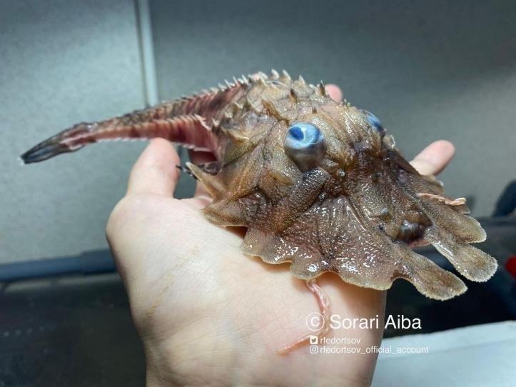 1750295364 529 27 animais tao incomuns que parecem ter saido de um