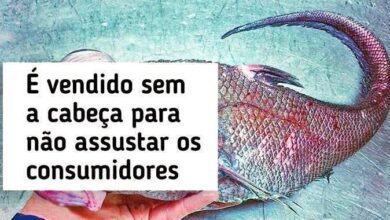 27 animais tão incomuns que parecem ter saído de um filme de ficção científica