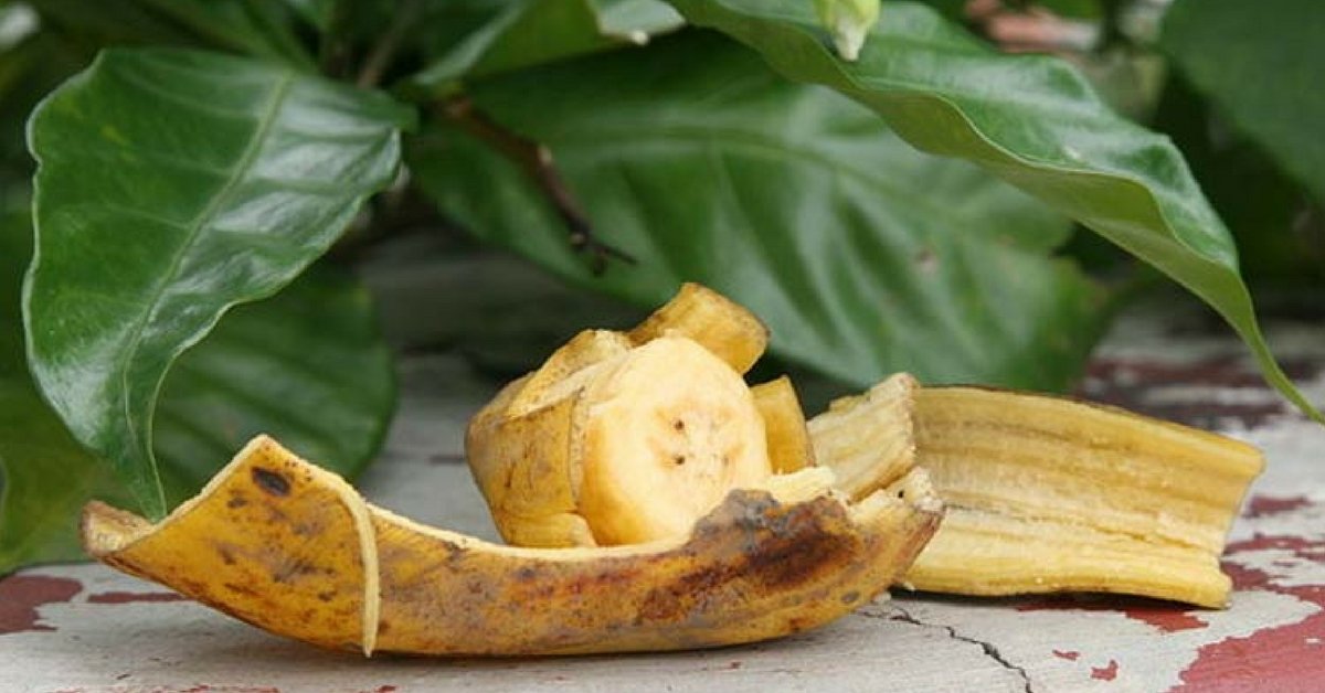 1750304186 984 Casca de banana 9 utilidades que voce nao conhecia