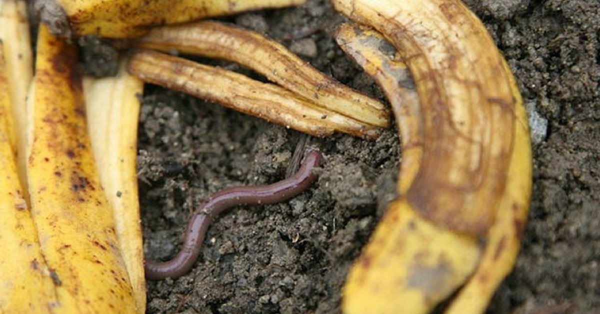 1750304188 851 Casca de banana 9 utilidades que voce nao conhecia