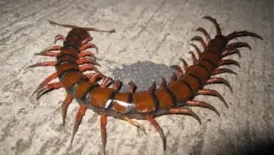 Porque você nunca deve esmagar este bichinho se o encontrar em casa