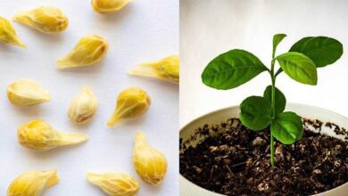 Como plantar limão em um copo para perfumar e decorar sua casa