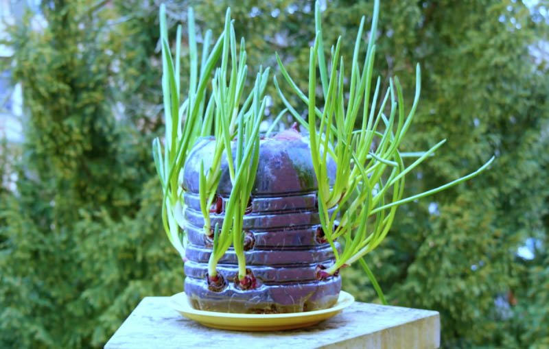 1750355265 609 4 Ideias geniais e ecologicas para reutilizar garrafas plasticas com