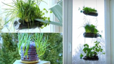 4 Ideias geniais e ecológicas para reutilizar garrafas plásticas com plantas e ervas aromáticas