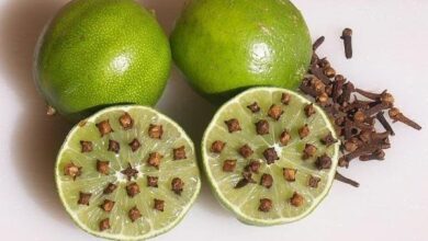 Repelentes Caseiros Para o Corpo e Ambientes