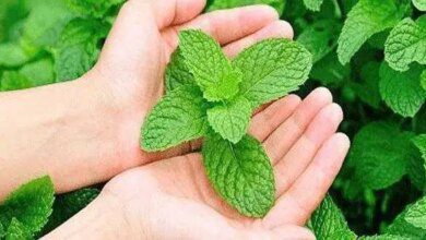 Hortelã para tosse, catarro... Xarope de hortelã caseiro limpa os pulmões