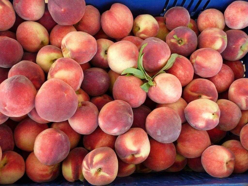 1750360102 74 Venha descobrir o que sua fruta favorita diz sobre voce