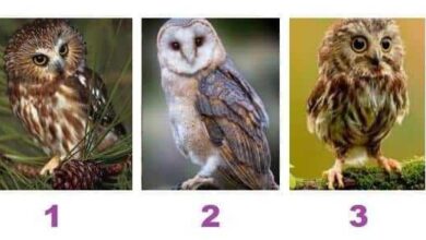 Teste: escolha uma coruja e receba sua mensagem inesperada!