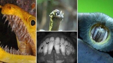 Os 15 dentes mais assustadores e raros do mundo animal