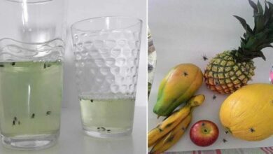 Receita caseira para espantar mosquitinhos das frutas