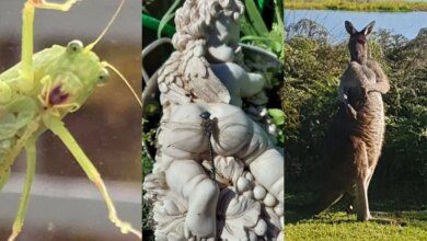 24 Vezes em que as pessoas falharam de forma hilária enquanto tentavam fotografar a vida selvagem