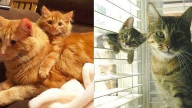 11 gatos com versões em miniatura de derreter o coração