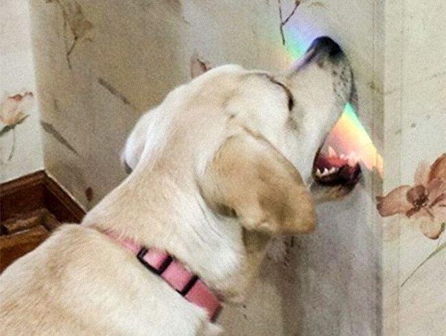 diferenca-gato-cachorro-12