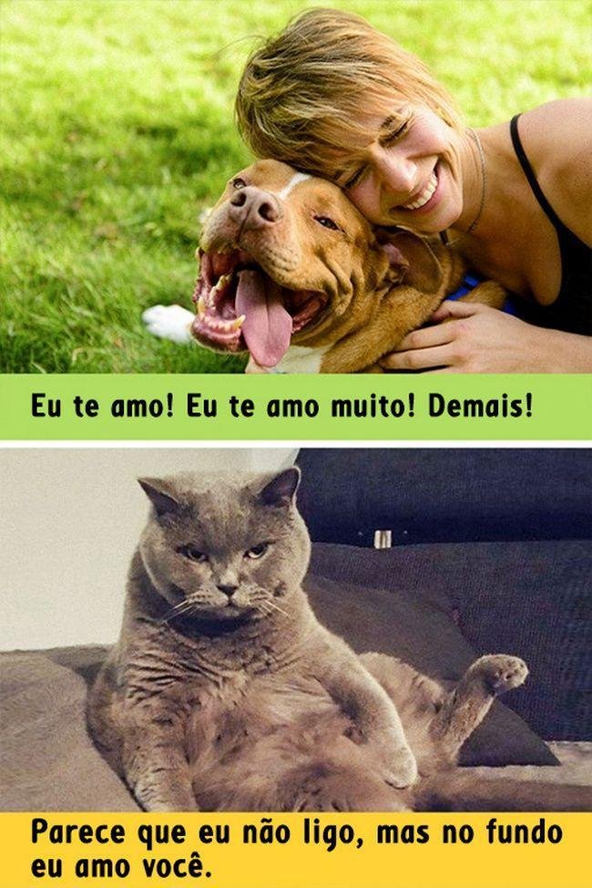 diferenca-gato-cachorro-13