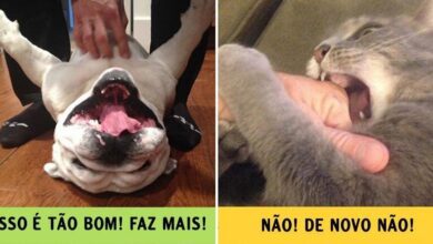 1750381567 13 provas de que caes e gatos vem de mundos 13 provas de que cães e gatos vêm de mundos bem diferentes