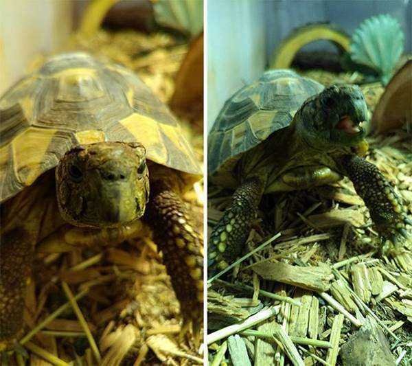 1750384030 299 21 Fotos de animais antes e depois de serem chamados 21 Fotos de animais antes e depois de serem chamados de “bom garoto”