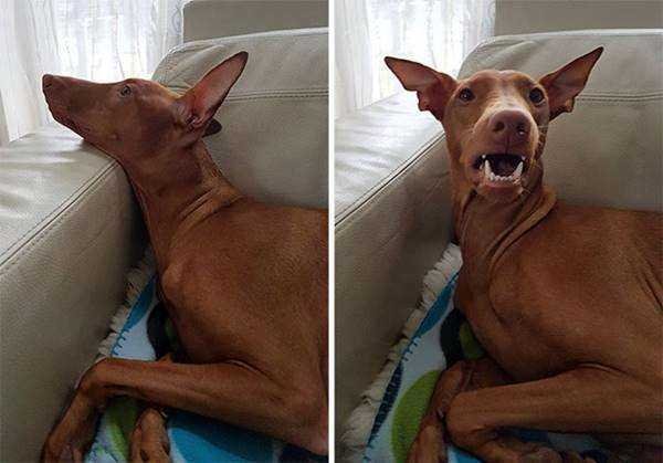1750384030 385 21 Fotos de animais antes e depois de serem chamados 21 Fotos de animais antes e depois de serem chamados de “bom garoto”