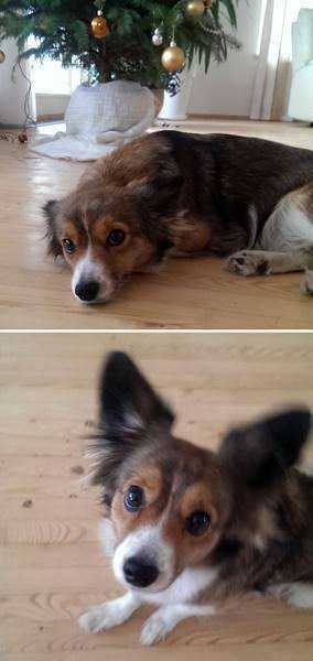 1750384030 406 21 Fotos de animais antes e depois de serem chamados 21 Fotos de animais antes e depois de serem chamados de “bom garoto”