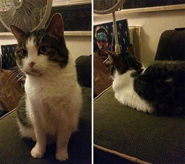 1750384030 462 21 Fotos de animais antes e depois de serem chamados 21 Fotos de animais antes e depois de serem chamados de “bom garoto”